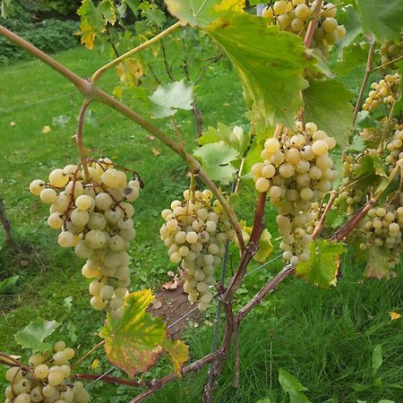 Ferienwohnung Weingut Lahmer August Kretzschau エクステリア 写真