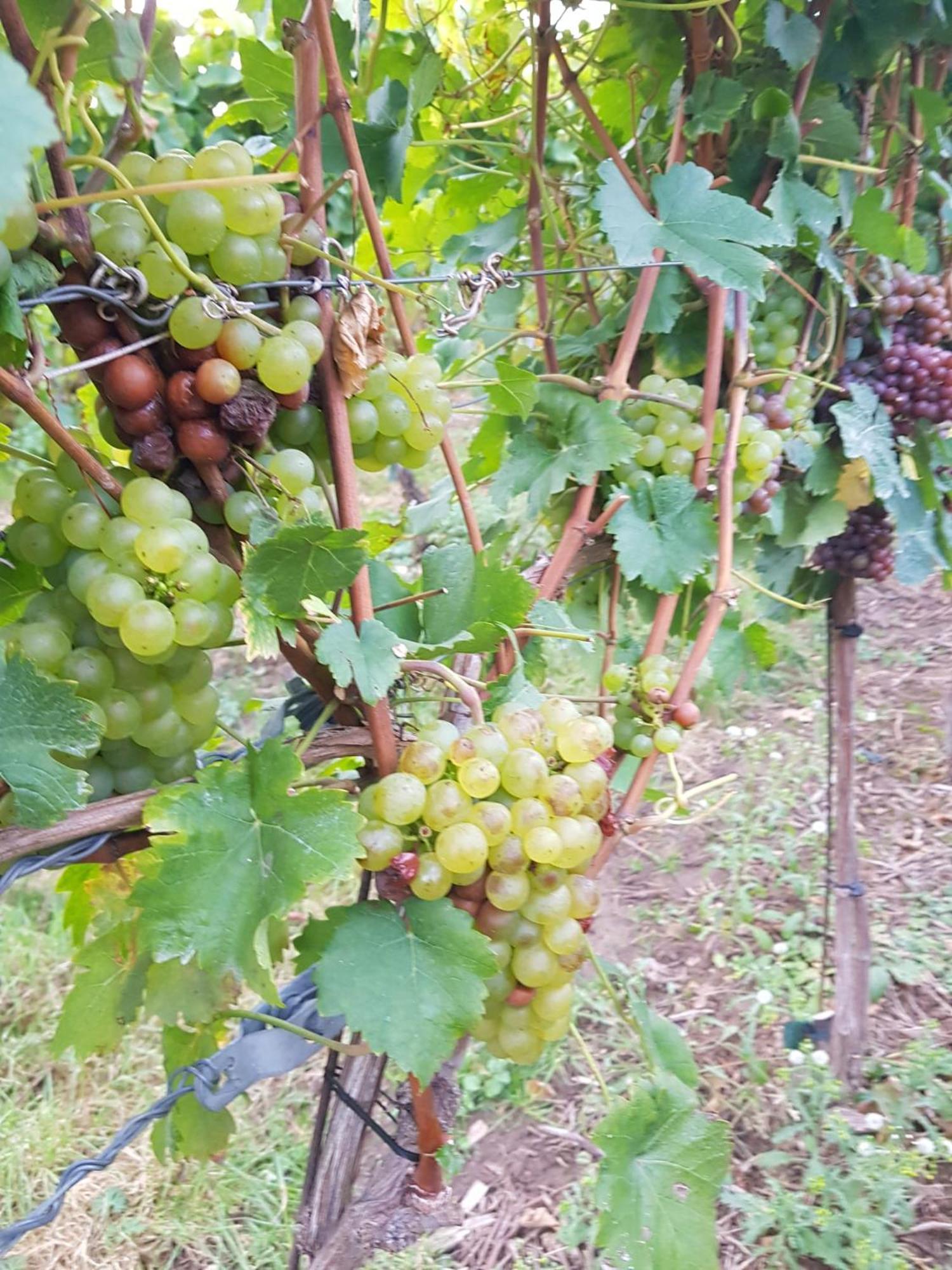 Ferienwohnung Weingut Lahmer August Kretzschau エクステリア 写真
